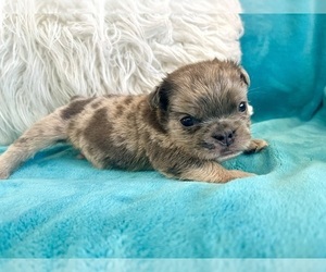 English Bulldog Puppy for sale in LONG BEACH, CA, USA