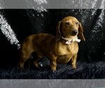 Puppy Roma ACA Dachshund