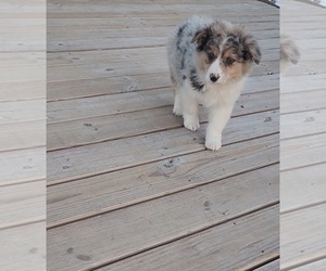 Australian Shepherd Puppy for sale in INDIANAPOLIS, IN, USA