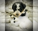 Puppy Clarkson Bernedoodle (Miniature)