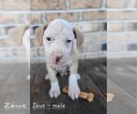 Small Photo #20 Mutt Puppy For Sale in Wakefield, RI, USA