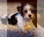 Small Photo #7 Yorkshire Terrier Puppy For Sale in HUDDLESTON, VA, USA