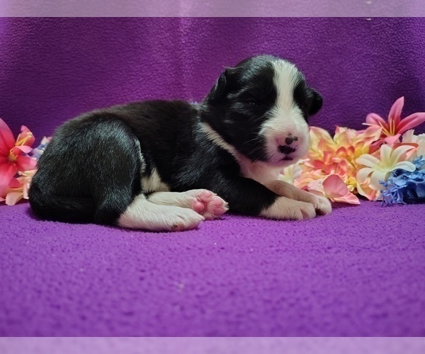 Medium Photo #277 Border Collie Puppy For Sale in NORBORNE, MO, USA