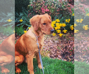Golden Retriever Puppy for sale in WINSTON SALEM, NC, USA