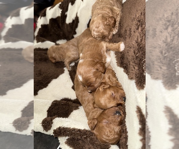 Medium Photo #1 Cavapoo (Miniature) Puppy For Sale in MUNFORDVILLE, KY, USA