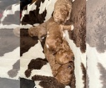 Small Cavapoo (Miniature)