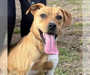 Mutt Dogs for adoption in Martinsburg, WV, USA