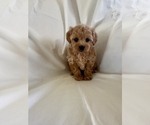 Small Photo #4 Cavapoo Puppy For Sale in CANON CITY, CO, USA