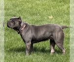 Small Photo #1 Cane Corso Puppy For Sale in VAN BUREN TWP, MI, USA