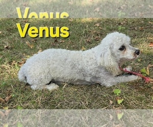 Father of the Bichon Frise puppies born on 08/08/2025