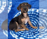 Small #5 Chihuahua Mix