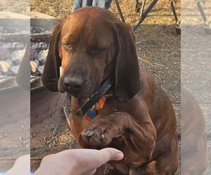 Mother of the Redbone Coonhound puppies born on 06/17/2025