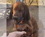 Small Photo #1 Redbone Coonhound Puppy For Sale in DENVER, PA, USA