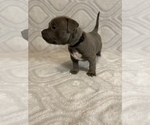 Small Photo #3 American Bully Puppy For Sale in JONESBORO, LA, USA