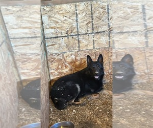 Mother of the German Shepherd Dog puppies born on 05/17/2025