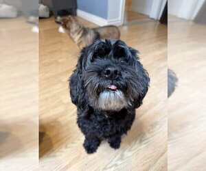 Benz - Male Cocker Spaniel-Unknown Mix Dog for Adoption - Photo #2