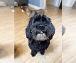 Small Photo #2 Cocker Spaniel-Unknown Mix Puppy For Sale in Bellevue, WA, USA