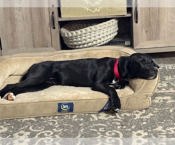 Medium Photo #2 Retriever -Unknown Mix Puppy For Sale in Princeton, MN, USA