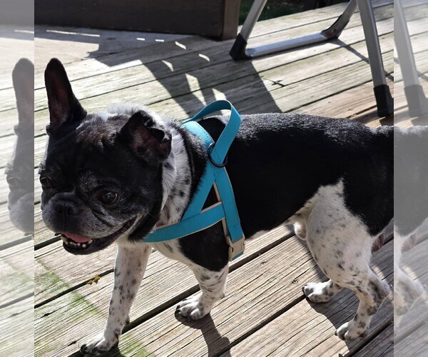 Medium Photo #2 French Bulldog Puppy For Sale in Tenafly, NJ, USA