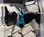 Small #1 French Bulldog