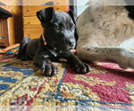 Small #3 Mutt