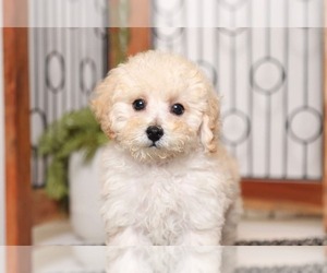 Poodle (Miniature) Puppy for sale in NAPLES, FL, USA