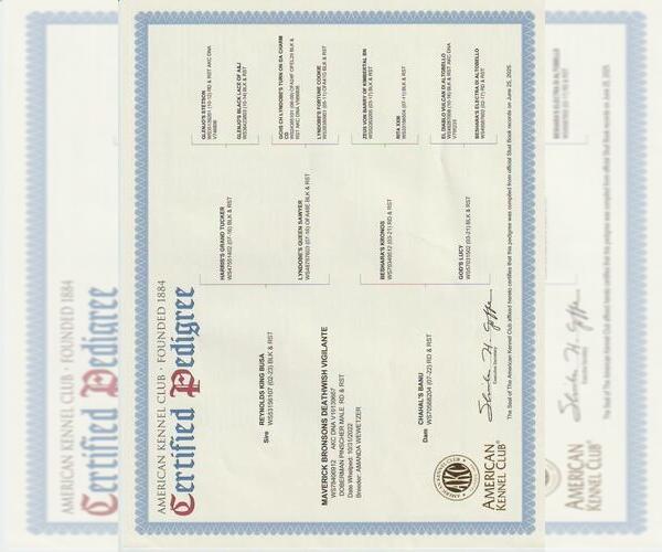 Medium Photo #11 Doberman Pinscher Puppy For Sale in LONDON, KY, USA