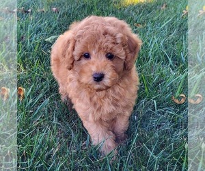 Goldendoodle (Miniature) Puppy for sale in NARVON, PA, USA