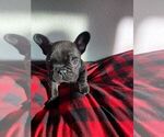 Puppy 2 French Bulldog