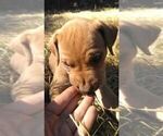 Small Photo #4 Rhodesian Ridgeback Puppy For Sale in ROCHESTER, WA, USA