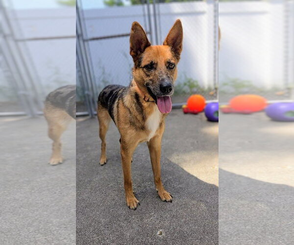 Medium Photo #14 Australian Kelpie-German Shepherd Dog Mix Puppy For Sale in Rockaway, NJ, USA