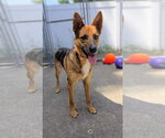 Small #13 Australian Kelpie-German Shepherd Dog Mix