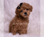 Small Photo #25 Maltipoo (Miniature) Puppy For Sale in WARSAW, IN, USA