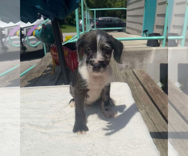 Medium Photo #7 Mutt Puppy For Sale in Germantown, OH, USA