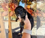 Puppy Edisto Aussiedoodle Miniature