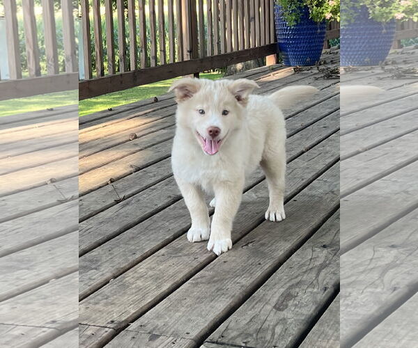 Medium Photo #1 Chow Chow-Siberian Husky Mix Puppy For Sale in Waseca, MN, USA