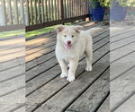 Small Chow Chow-Siberian Husky Mix