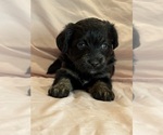 Kitten - Female Corgipoo Puppy for Sale - Photo #6