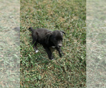 Puppy Yellow Australian Cattle Dog-Labrador Retriever Mix