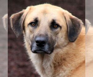 Anatolian Pyrenees Dogs for adoption in Sequim, WA, USA