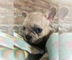 Small #4 French Bulldog