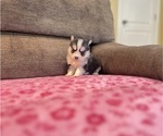 Small #2 Pomsky