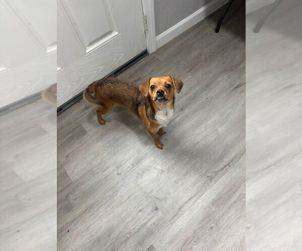 Medium Photo #10 Chihuahua Puppy For Sale in Oak Bluffs, MA, USA