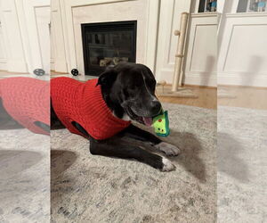 Walton - Male Plott Hound-Unknown Mix Dog for Adoption - Photo #4