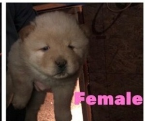 Chow Chow Puppy for sale in BURKESVILLE, KY, USA