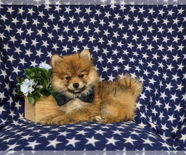 Medium Photo #4 Pomeranian Puppy For Sale in OXFORD, PA, USA