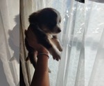 Small #2 Miniature Australian Shepherd