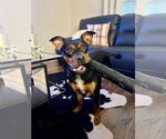 Small #1 Rottweiler Mix