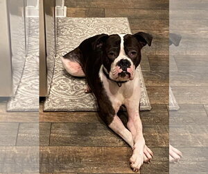 Drago - FOSTER OR ADOPT ME!! - Male Boxer Dog for Adoption - Photo #19