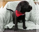 Small #3 Labrador Retriever